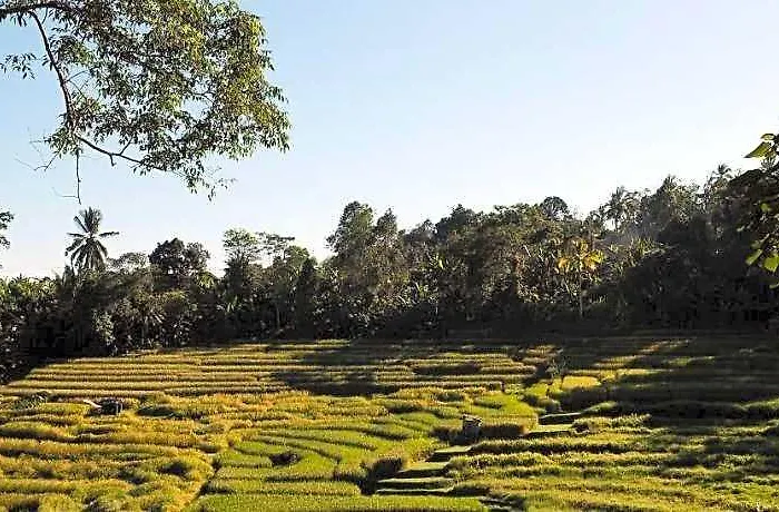 Saridevi Wongaya Gede